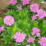 Dsc01703