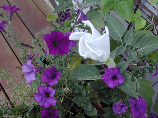 July1708_006.jpg