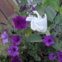 July1708_006.jpg