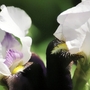 Bearded Iris