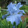 Unknown Bearded Iris