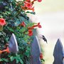 Trumpet Vine (Campsis radicans)
