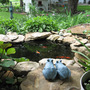 My Little Pond