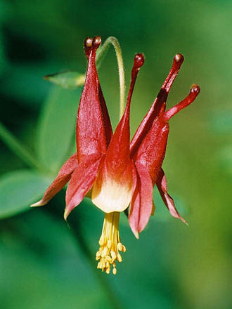 Little Laterns (Aquilegia canadensis (Canadian Columbine))