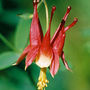 Little Laterns (Aquilegia canadensis (Canadian Columbine))