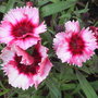 Dianthus "Strawberry Parfait"
