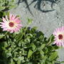 2008_0716june-july160117