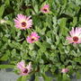 2008_0716june-july160124