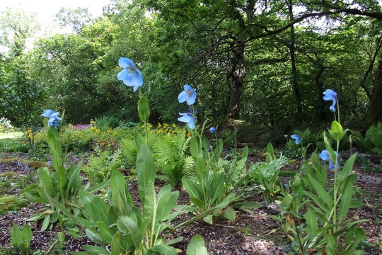 blue Meconopsis (Meconopsis betonicifolia)