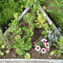 SW bed