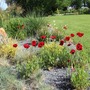2007_05_28_poppies_in_grass_bed_em