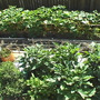 back yard full of organic vegetables in raised beds