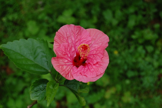 Hibiscus 1