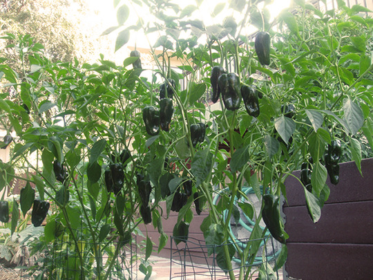 PEPPER PLANTS