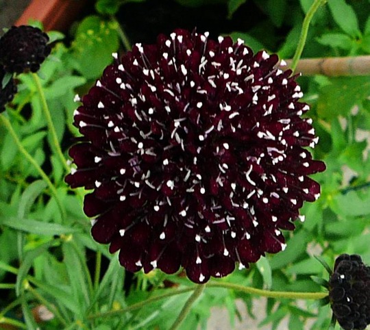 Scabiosa  (almost black) (Centaurea scabiosa (Centauree Scabieuse))
