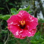 Hibiscus_2