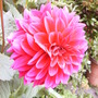 Dahlia