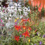 Island Bed July 2008