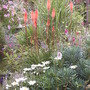 Kniphofia 'Northern Lights' and Chrysanthemum 'Little Silver Princess'