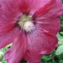 2008-07-18_006