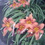 2008-07-18_010