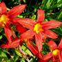 Hemerocallis Red Rum. (Hemerocallis Red Rum)