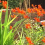 Crocosmia 'Lucifer' (Crocosmia 'Lucifer')