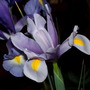 Lilac Iris (I. xiphium x tingitana)