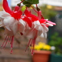 summer flower