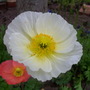 Papaver croceum