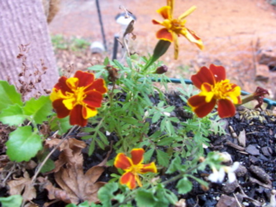 A garden flower photo