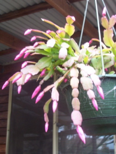 A garden flower photo