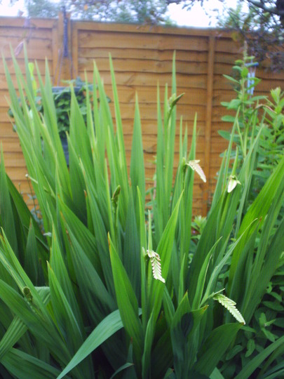 A garden flower photo