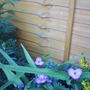 Spiderwort_plant