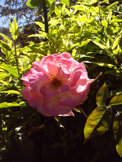 pink_rose_on_arbor.jpg