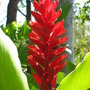 Alpinia purpurata (Alpinia purpurata)