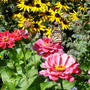 Zinnia elegans (Zinnia)