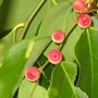 Breynia cernua (Breynia cernua)