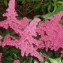 astilbe (Astilbe x rosea)
