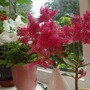 For Irish! (Astilbe x rosea)