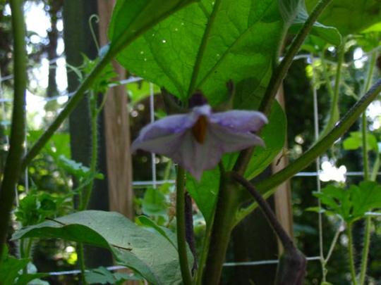 Eggplant blossom (Solanum melongena (Aubergine) Iciban)