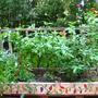 My squarefoot patio garden