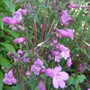 Penstemon smallii