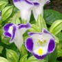 Torenia
