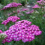 Yarrow (Achillea ageratum (Yarrow))