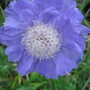 Scabiosa