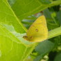 Moth-Butterfly