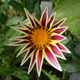 2008_0716june-july160154