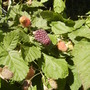 Thornless Blackberry[Rubus Fruticosus] fruiting 07.08 (Rubus fruticosus)