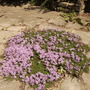 Garden Thyme [Thymus vulgaris] 07.08 (Thymus vulgaris)